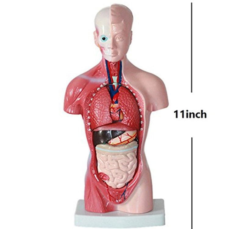 Medical Primary and Secondary Education 26CM Torso Model Human Anatomy Organ Structure Model