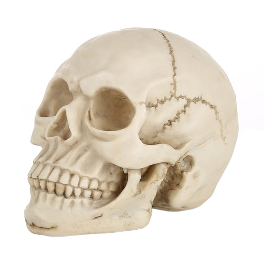Skull Head Hallowmas Prop Gadget Display, Size: 19(L) x 13(W) x 14cm(H)