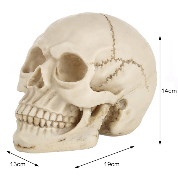 Skull Head Hallowmas Prop Gadget Display, Size: 19(L) x 13(W) x 14cm(H)