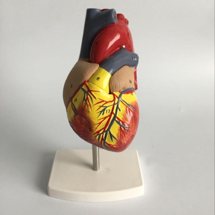 1: 1 Human Heart anatomical Model Medical Cardiology Heart anatomy teaching model with number mark
