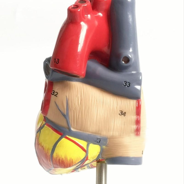 1: 1 Human Heart anatomical Model Medical Cardiology Heart anatomy teaching model with number mark