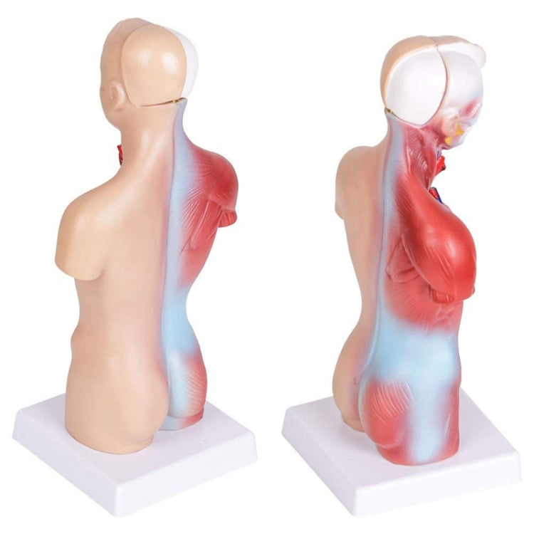 Medical Primary and Secondary Education 26CM Torso Model Human Anatomy Organ Structure Model