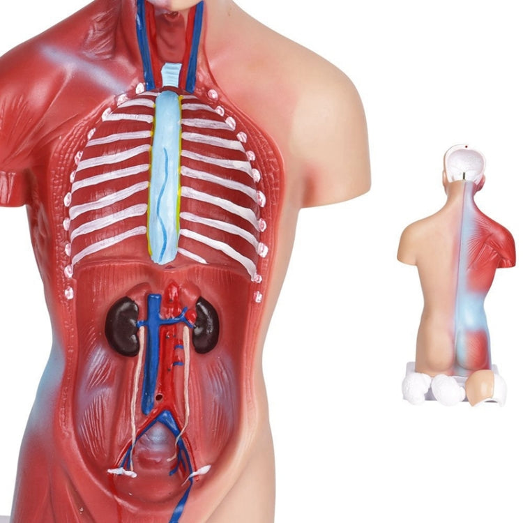 Medical Primary and Secondary Education 26CM Torso Model Human Anatomy Organ Structure Model