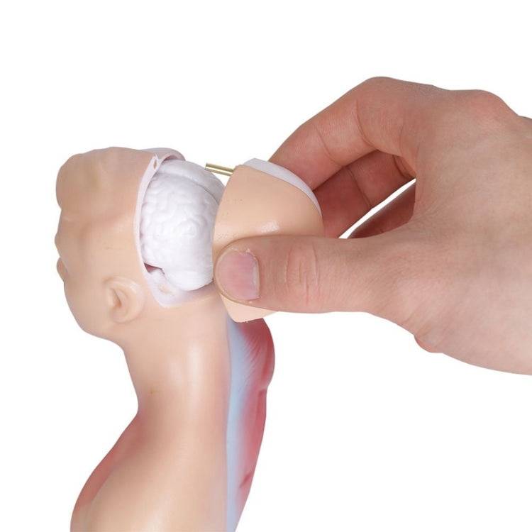 Medical Primary and Secondary Education 26CM Torso Model Human Anatomy Organ Structure Model