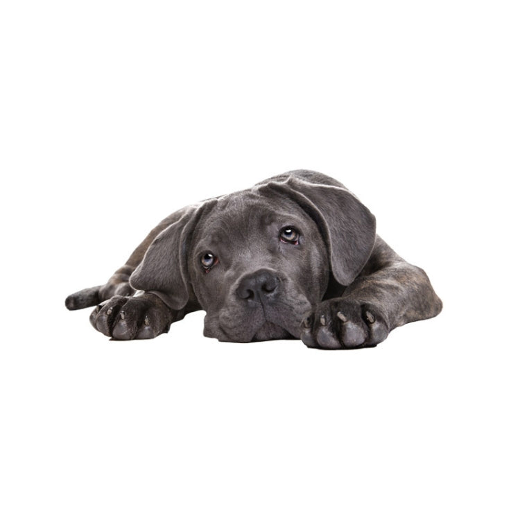 3D Simulation Dog Car Stickers Rain-Proof Sunscreen Car Sticker Scratch Shaving Decoration Stickers