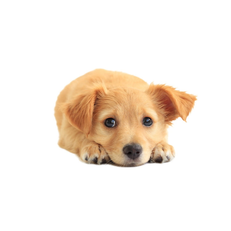 3D Simulation Dog Car Stickers Rain-Proof Sunscreen Car Sticker Scratch Shaving Decoration Stickers