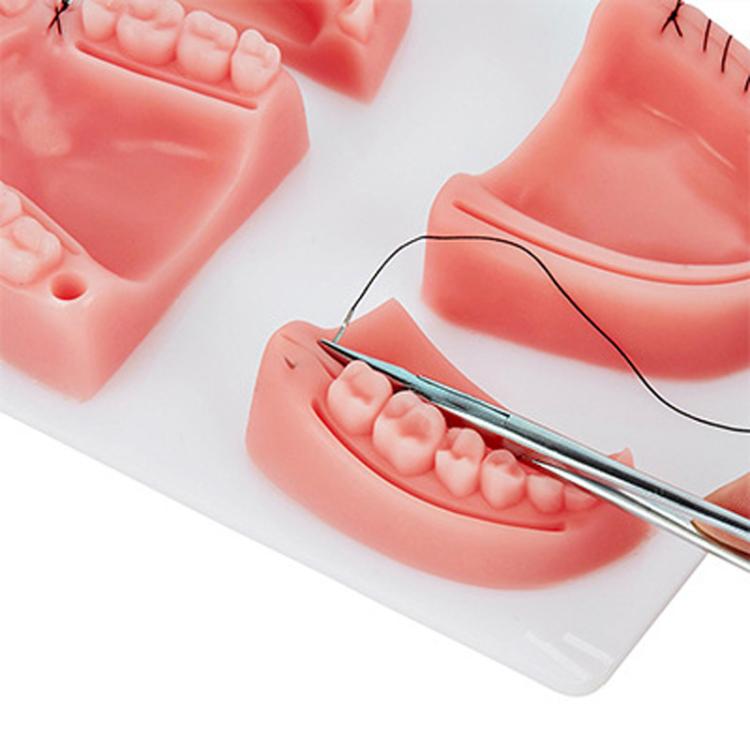 Gums Multiple Wounds Silicone Suture Practice Mold Four Teeth Oral Surgery Training Module For Medical Students